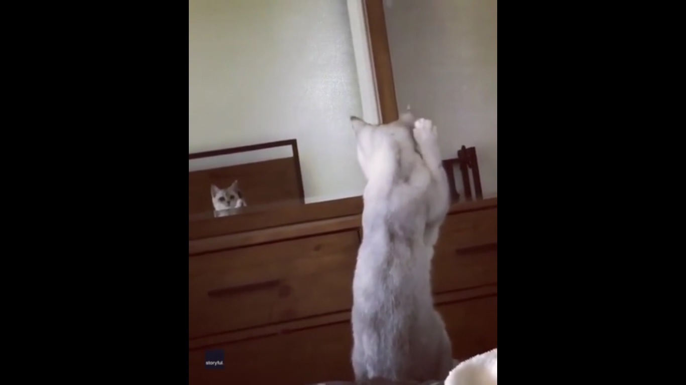 Adorable ! Un petit chaton découvre ses oreilles dans un miroir