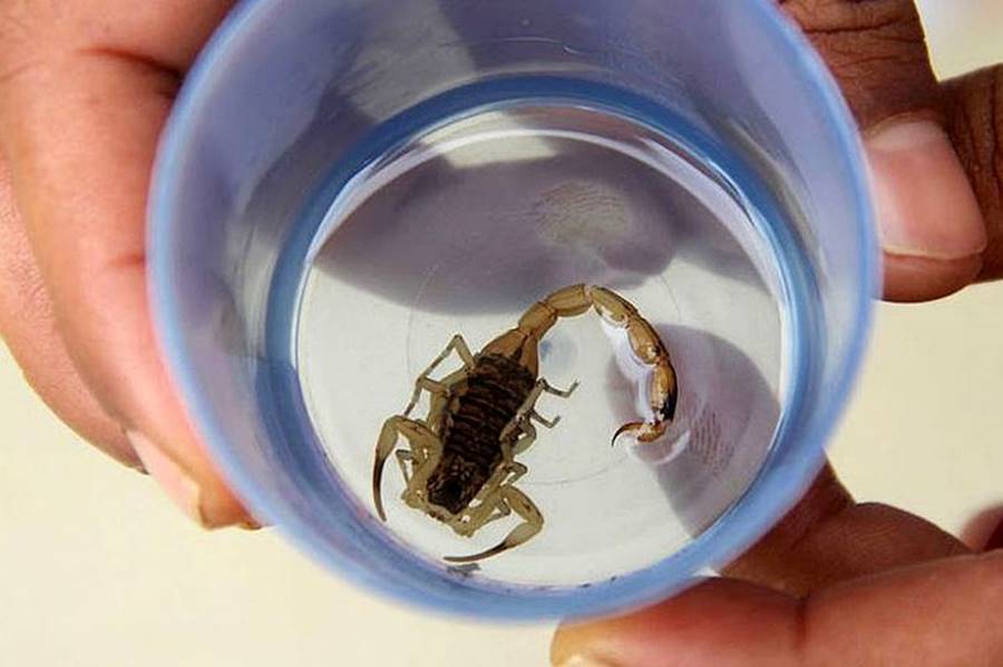 Brésil : Un bébé de trois jours hospitalisé après qu'un scorpion se soit introduit dans sa couche