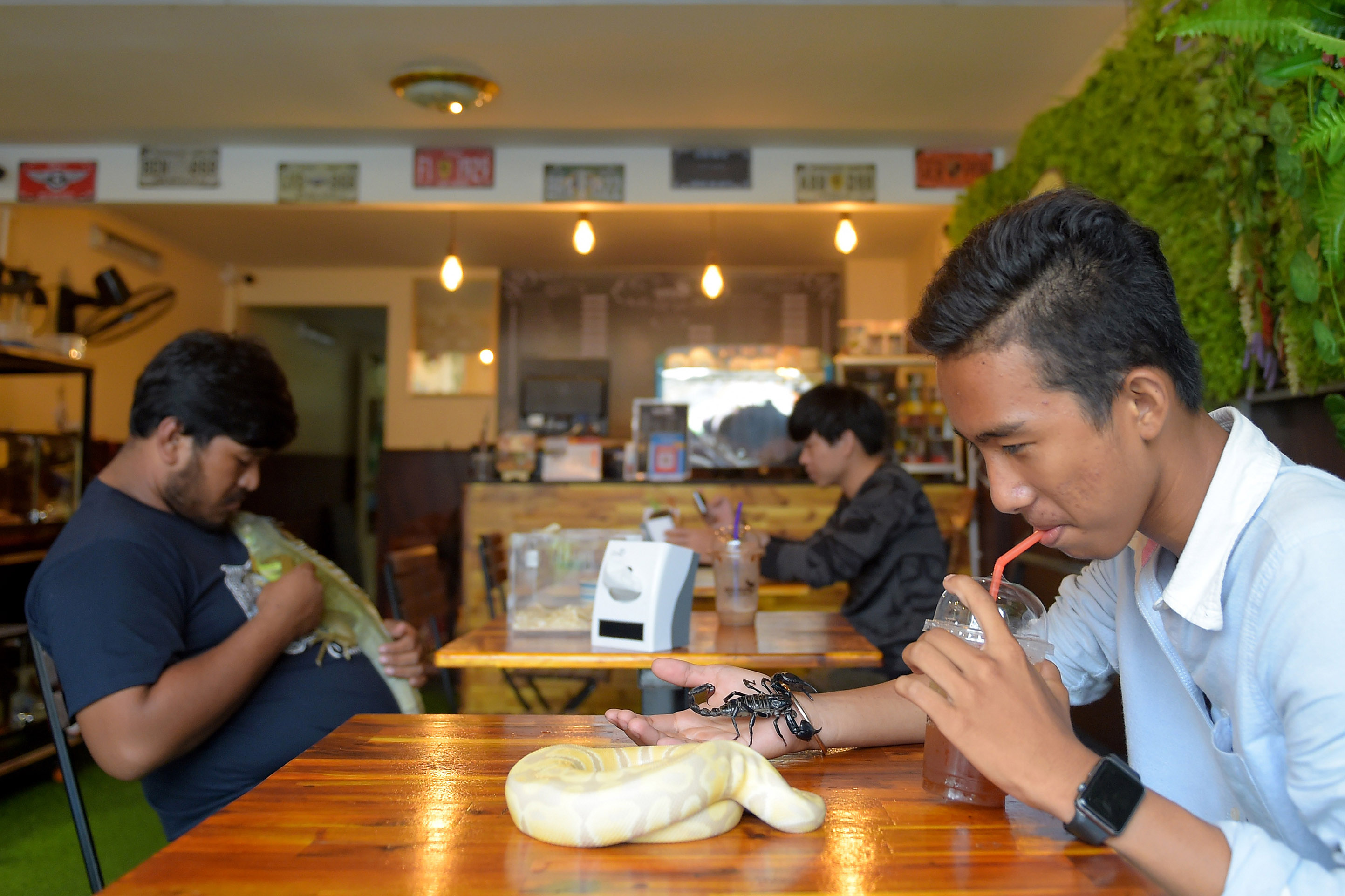 Cambodge : et si vous buviez votre café avec des reptiles ?