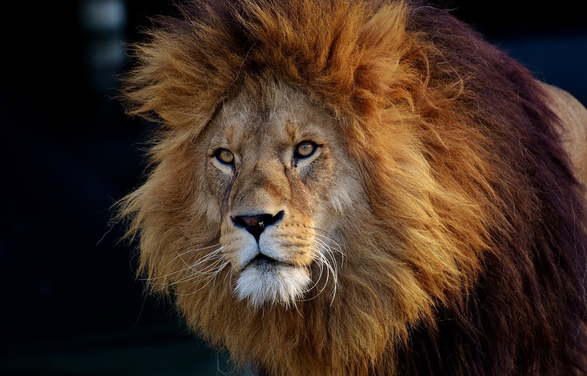 Ce lion voulait absolument des câlins...Les touristes choqués !