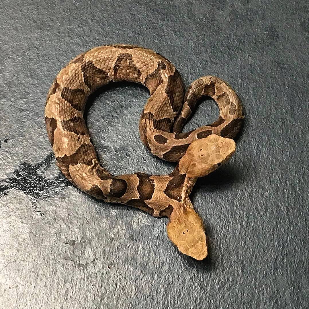 États-Unis : un serpent à deux têtes découvert dans un jardin !