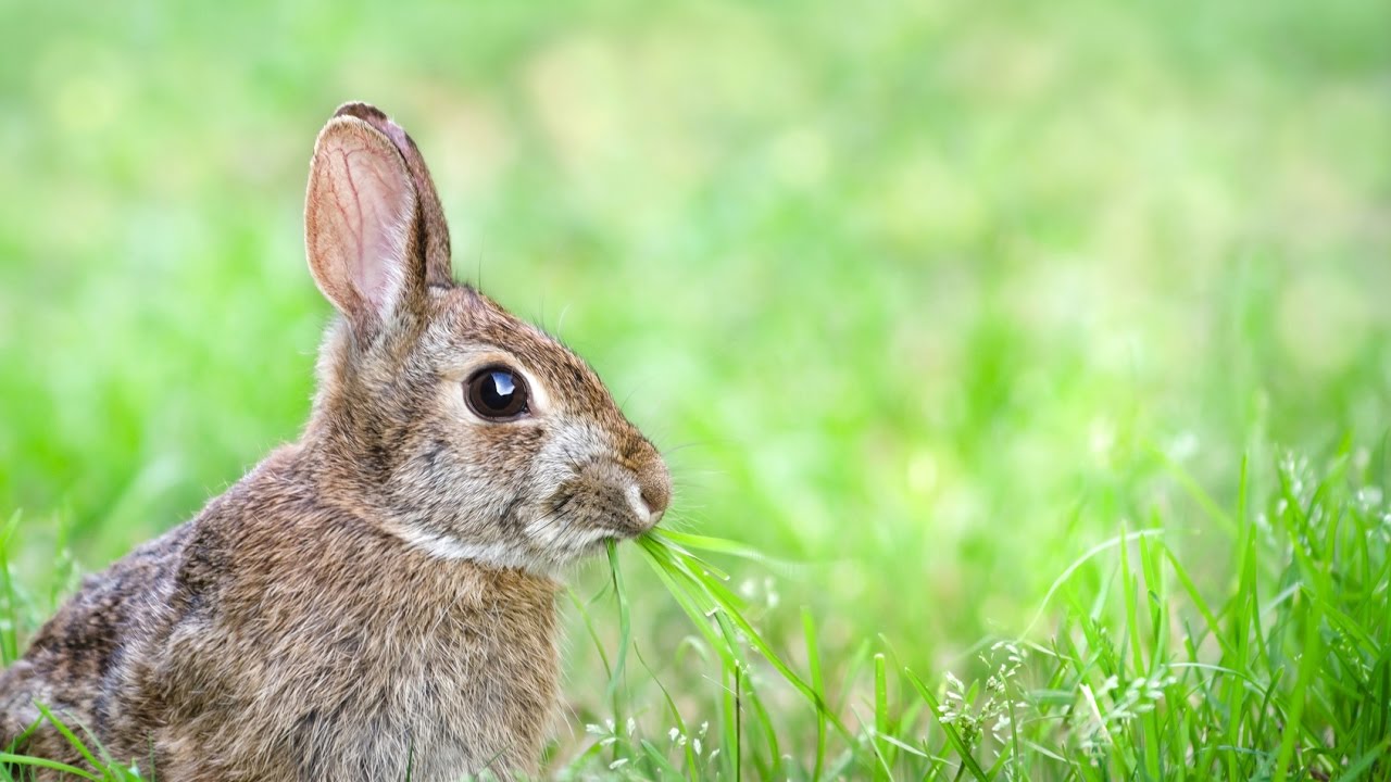 Harcelée pour avoir frappé un lapin