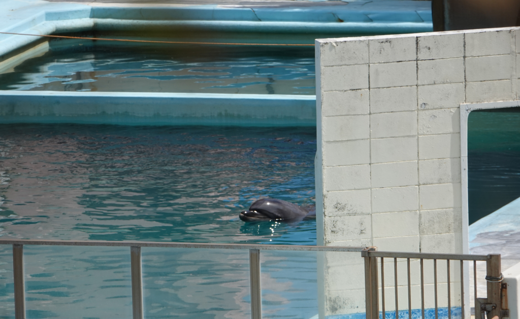 Japon : ces images d'un dauphin abandonné dans un parc suscitent l'indignation