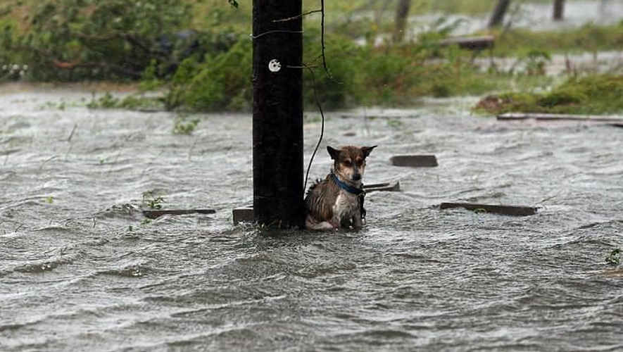 Ouragan Florence : Il sauve six chiens abandonnés dans des cages