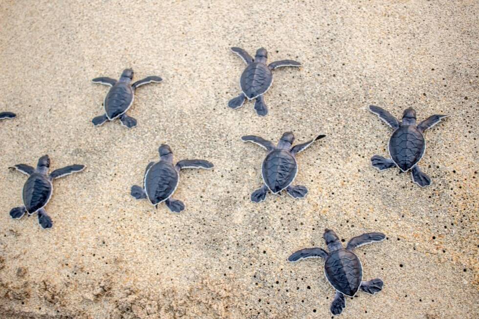 Tenerife : Les médecins découvrent une tortue morte dans son vagin