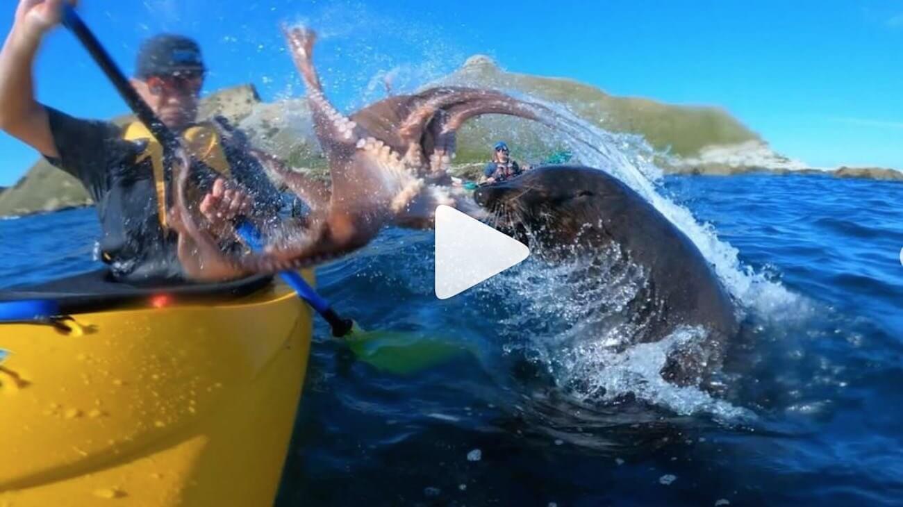 Un kayakiste se fait gifler au visage par une pieuvre qui a été lancée... par un phoque