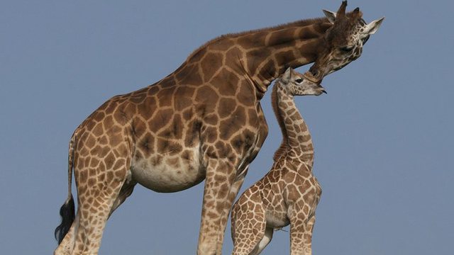 Une mère et son fils entre la vie et la mort après l’attaque d’une girafe