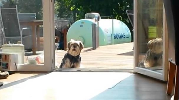 Ce petit chien crée l'hilarité en refusant d'entrer alors que la baie-vitrée est... ouverte !
