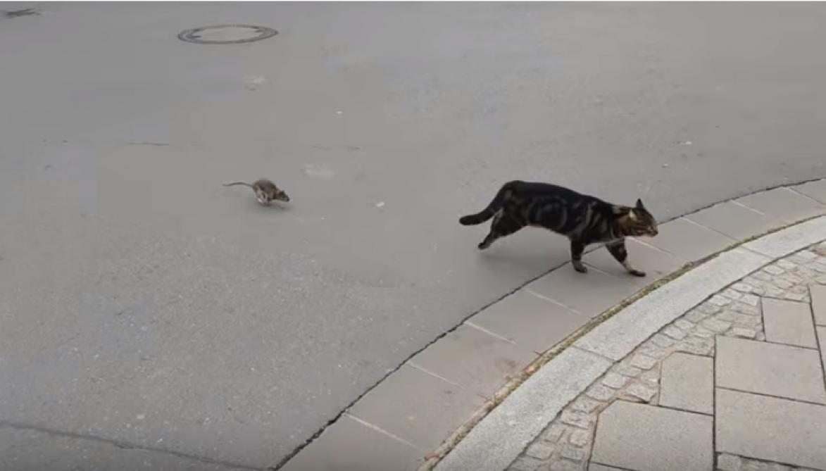 Chat vs rat : La raison du plus fort n'est pas toujours la meilleure !