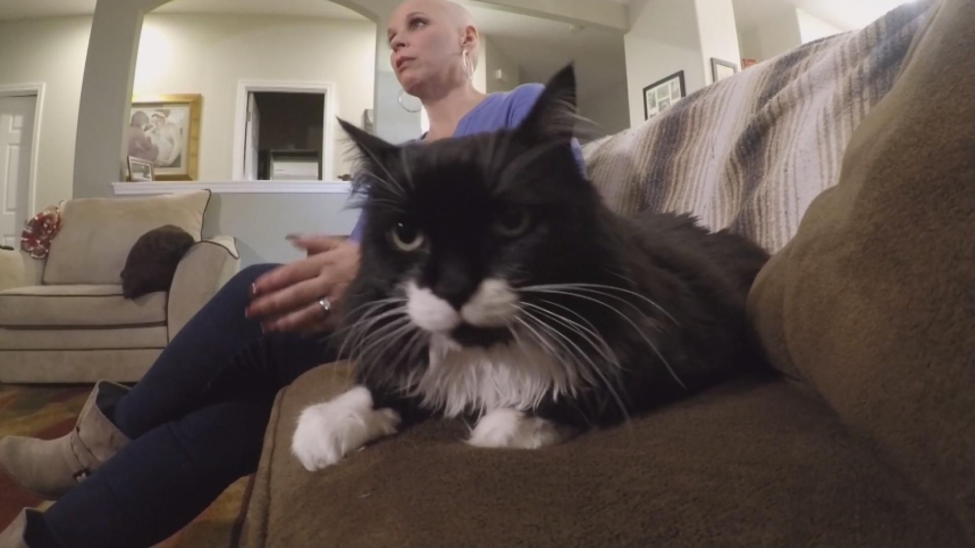 États-Unis : Son chat détecte son cancer du sein et lui sauve la vie