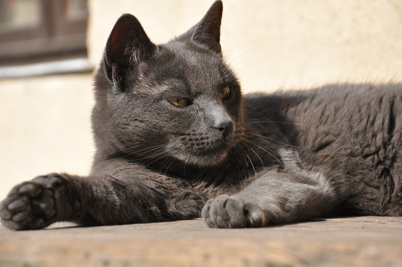 Maroc : elle meurt après avoir été mordue par un chat