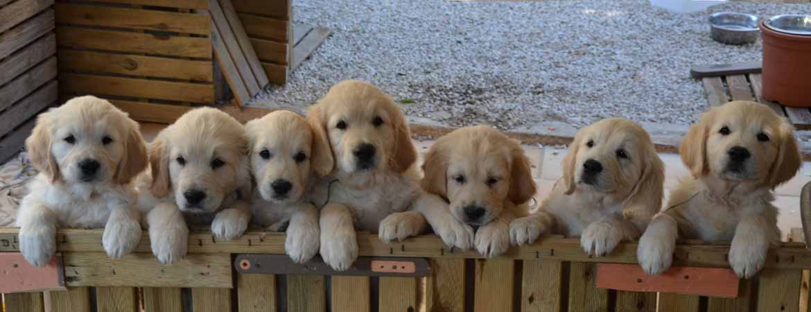 Moment tendresse : Un chat attaqué de bisous par des chiots