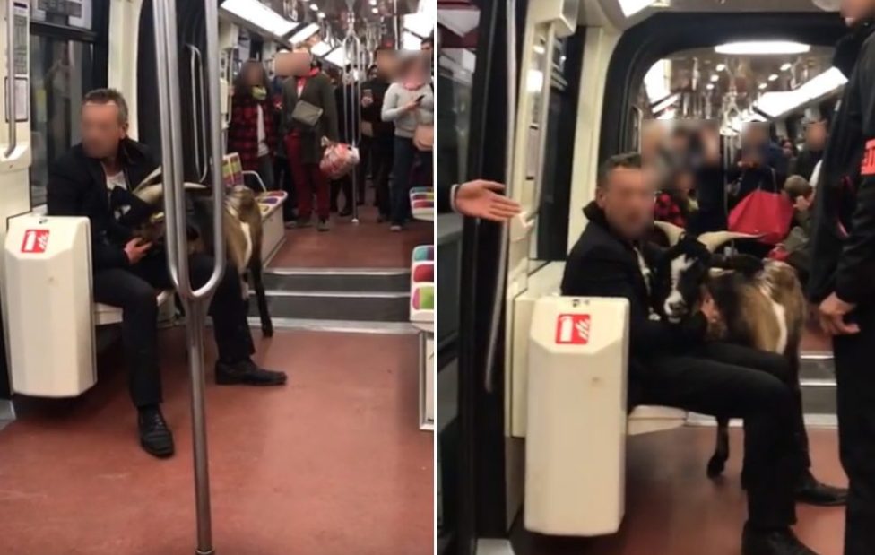 Pagaille dans le métro parisien à cause d'un homme qui a volé une chèvre 
