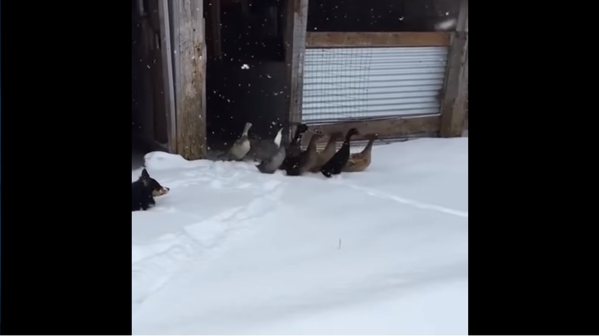 Des canards découvrent la neige : vous allez adorer leur réaction !