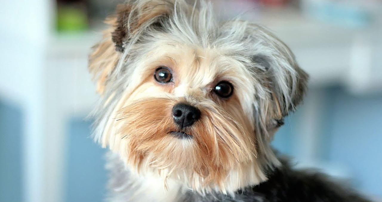 Et si vous faisiez porter des leggings à votre chien cet hiver ?