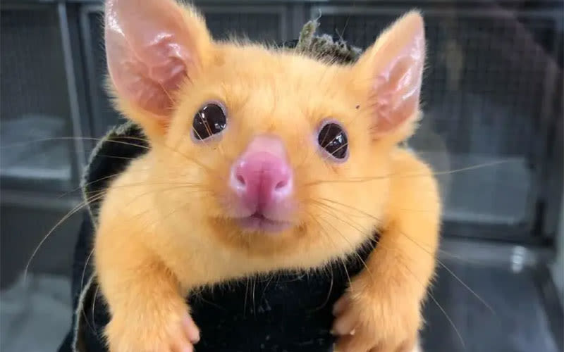 Le vrai Pikachu existe ! Il a été aperçu en Australie [photo]