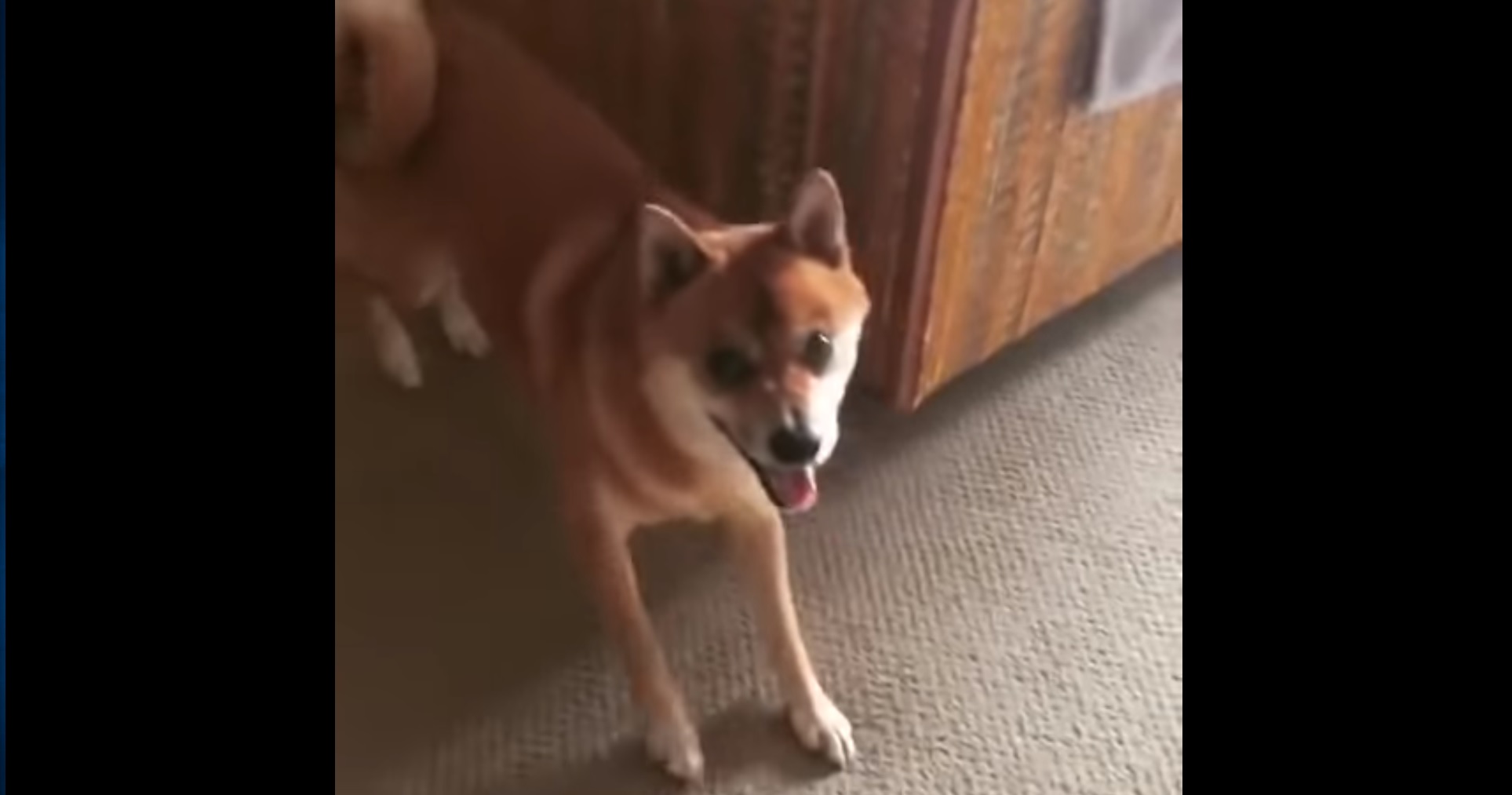 Trop drôle ! Avez-vous déjà vu un shiba inu danser ?