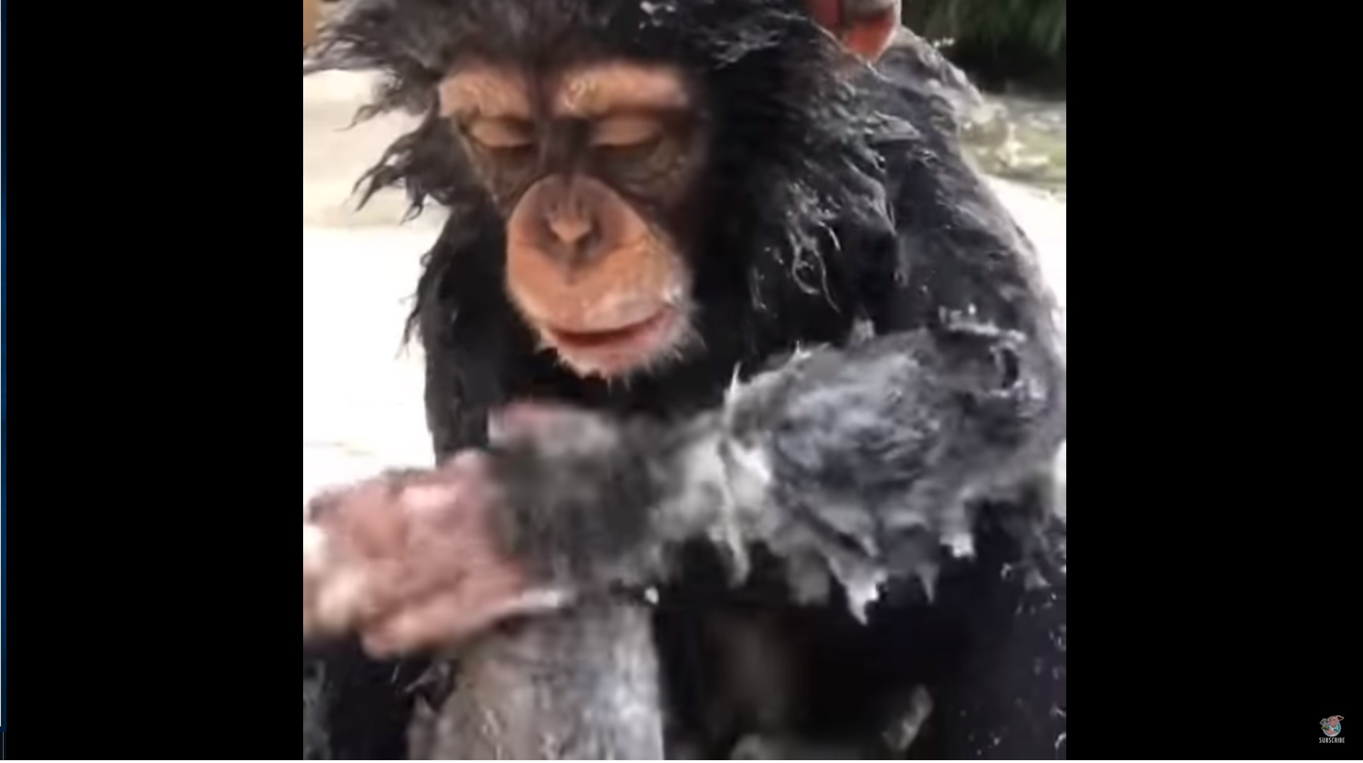 Trop mignon ! Un bébé chimpanzé prend sa douche comme un grand
