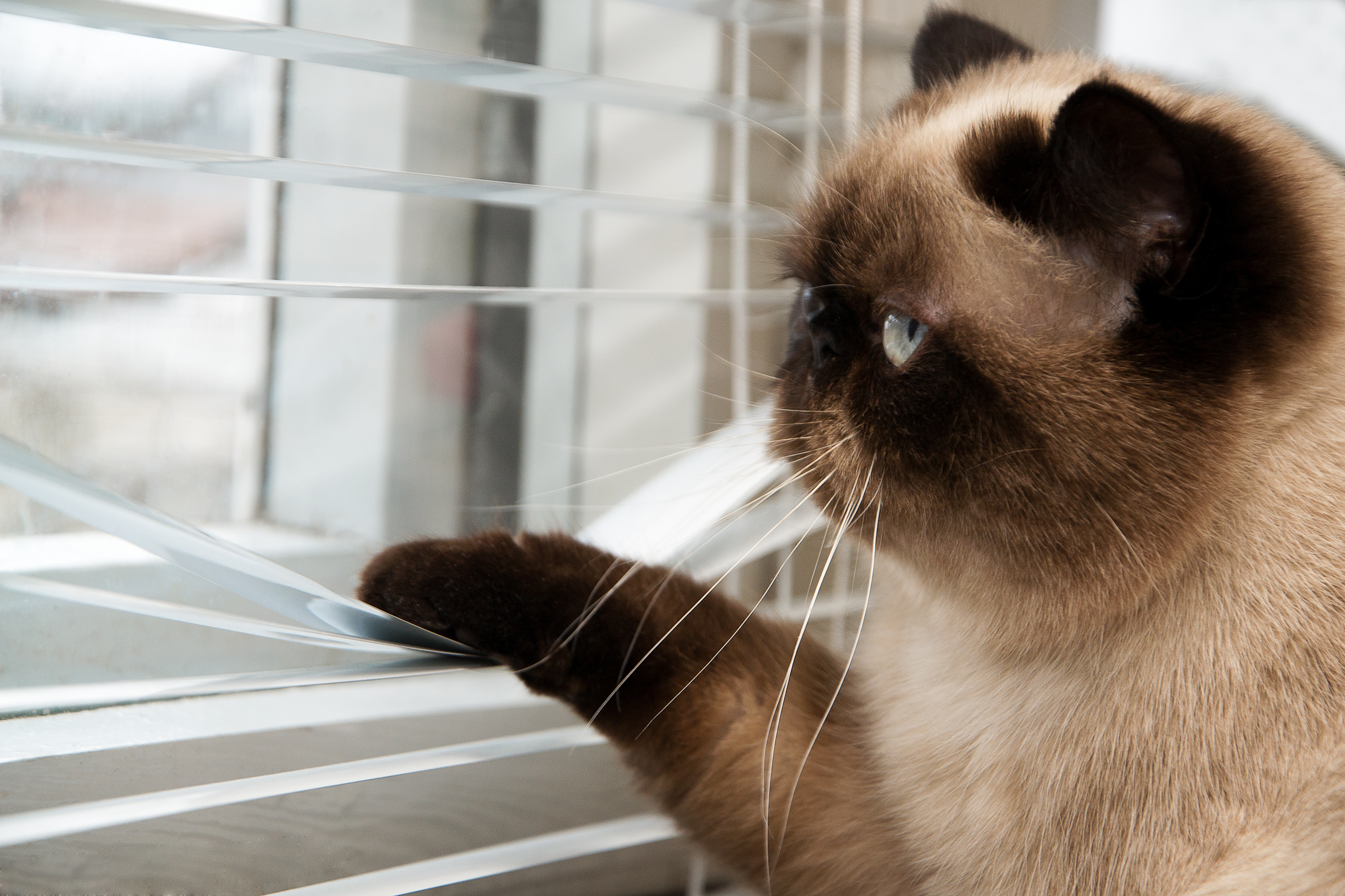 Californie : Ces deux chats ont leur propre appartement tout équipé de 37 m2 !