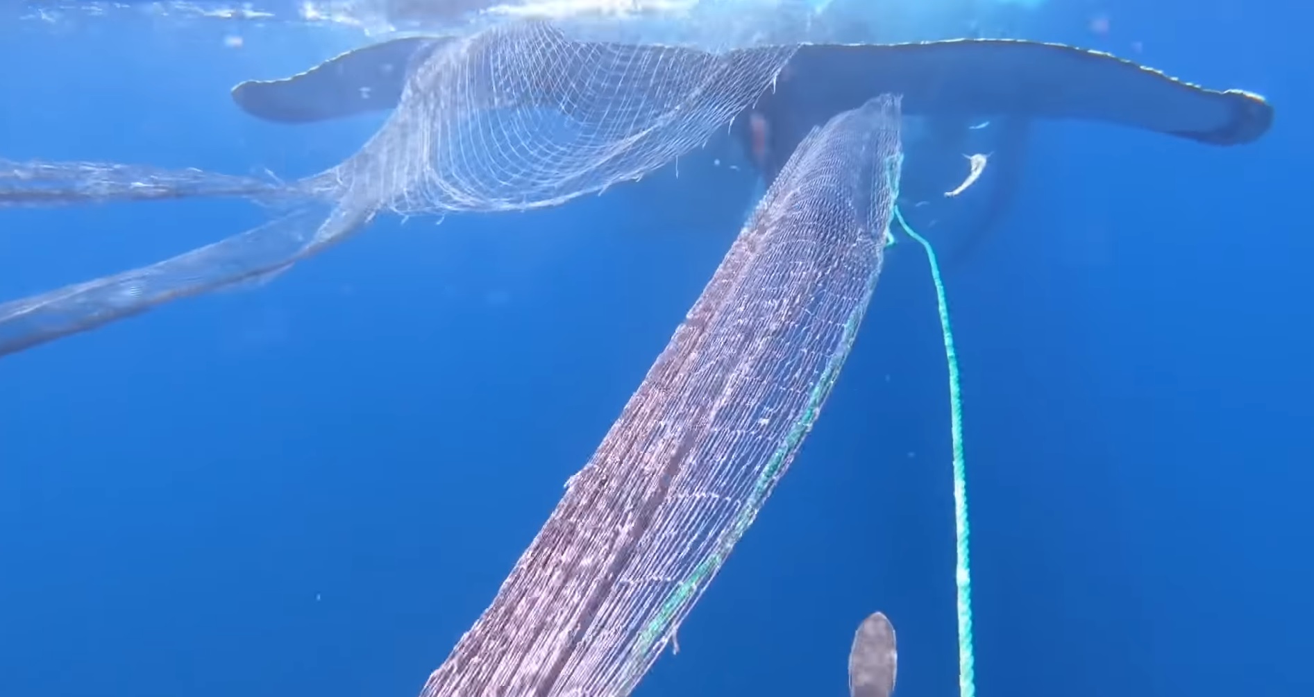 Des plongeurs libèrent une baleine prisonnière d'un filet de pêche