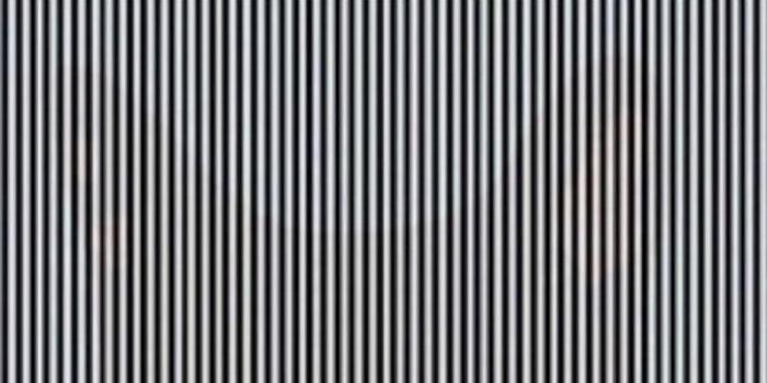 Illusion d'optique : Quel animal se cache derrière ces lignes noires et blanches ?