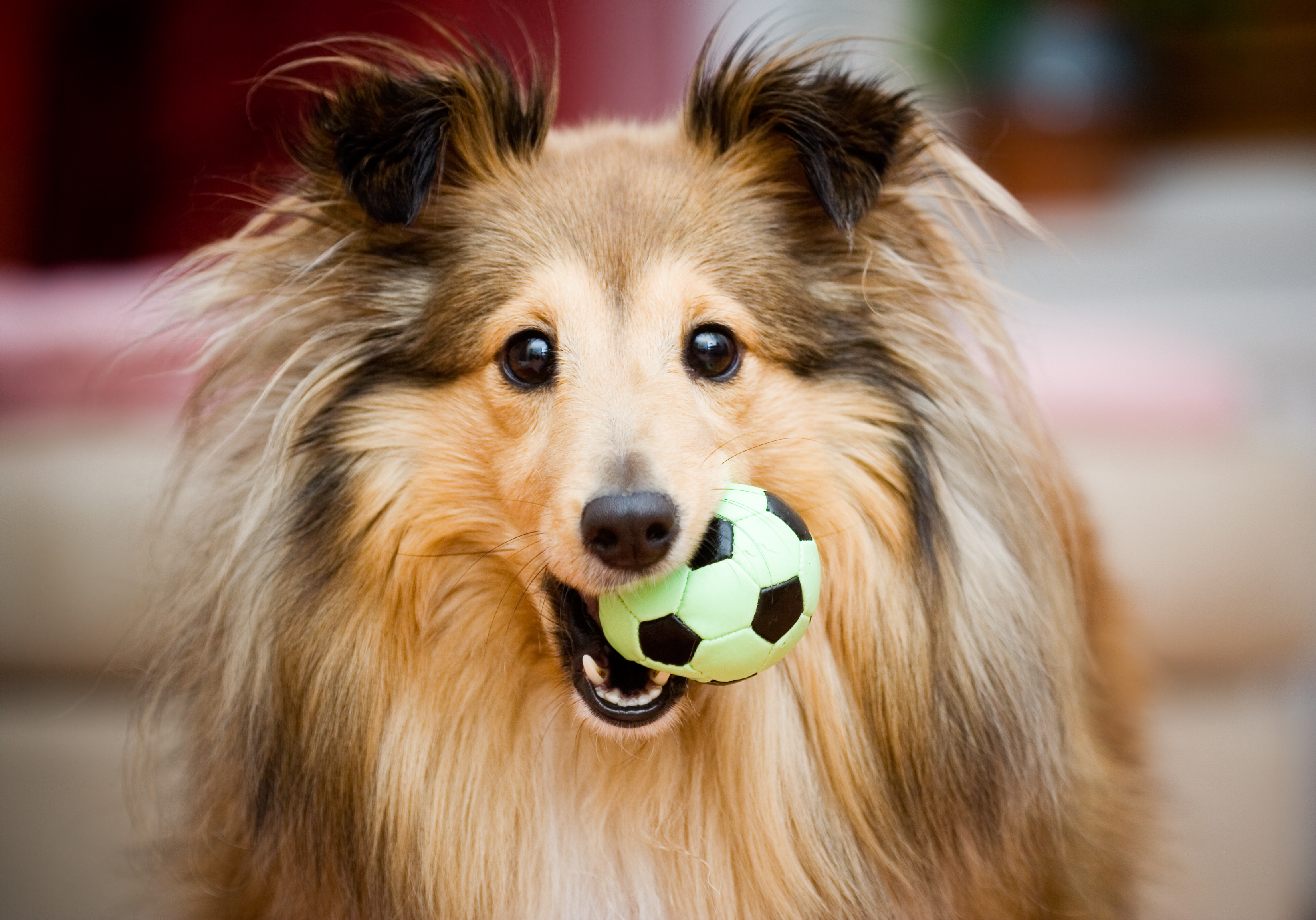 Russie : ce chien a été vengé par le karma !