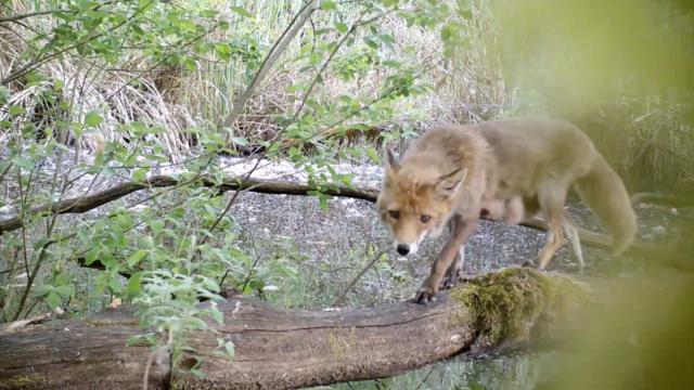 &quot;Une route très empruntée&quot; : La vidéo qui émeut actuellement la toile