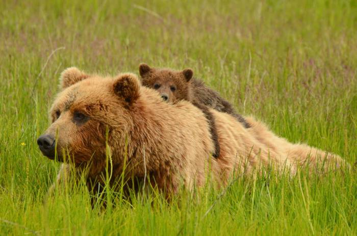 Cette ourse et son petit avaient vraiment très faim !