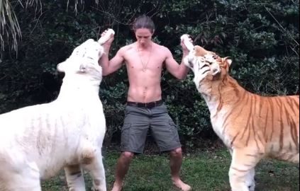 Donner le biberon à deux gros bébés tigres n'est pas de tout repos !