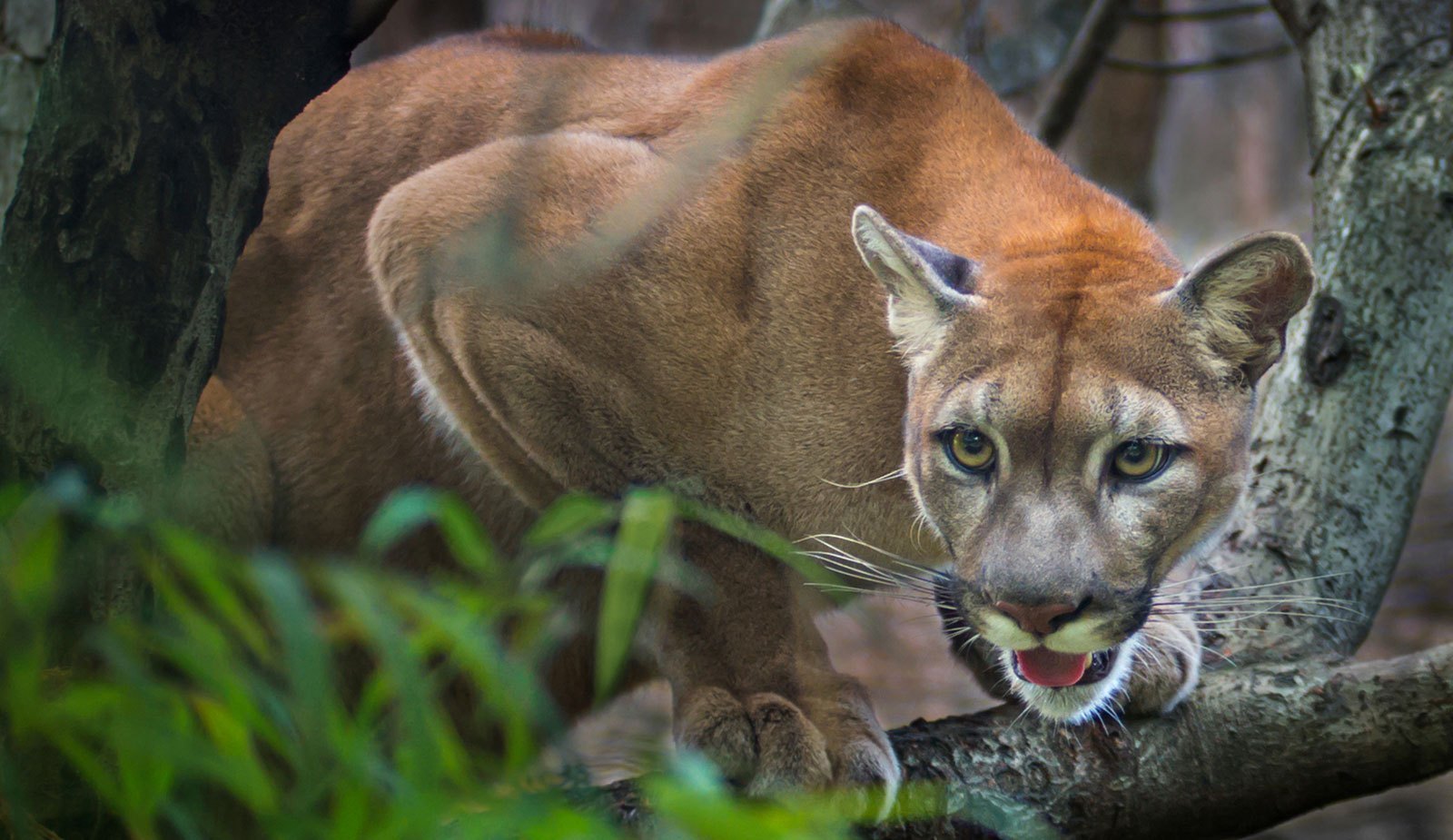 États-Unis : Un joggeur parvient à tuer à mains nues un puma qui venait de l’attaquer