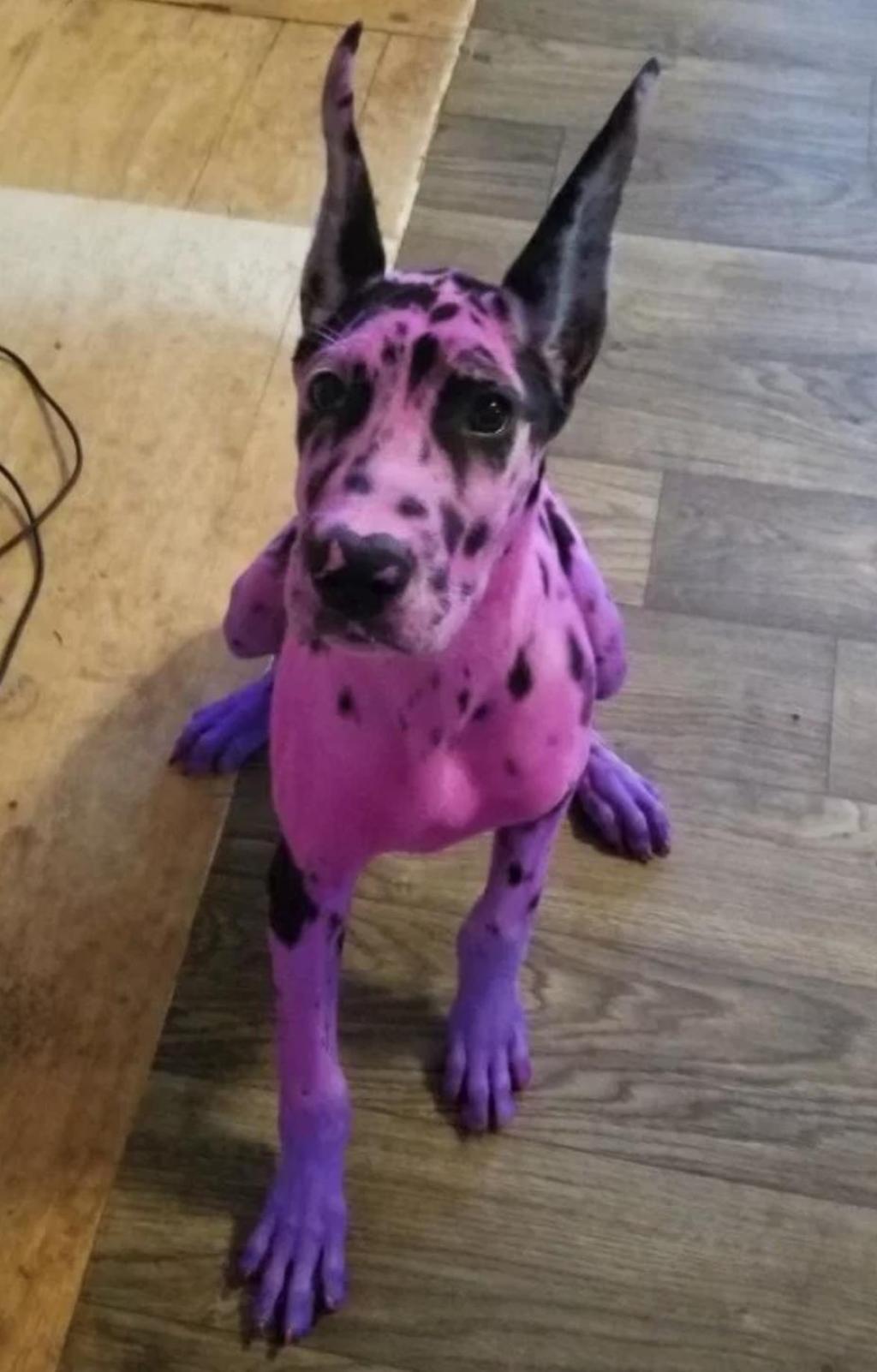 Elle teint son chien en rose... pour le rendre moins effrayant