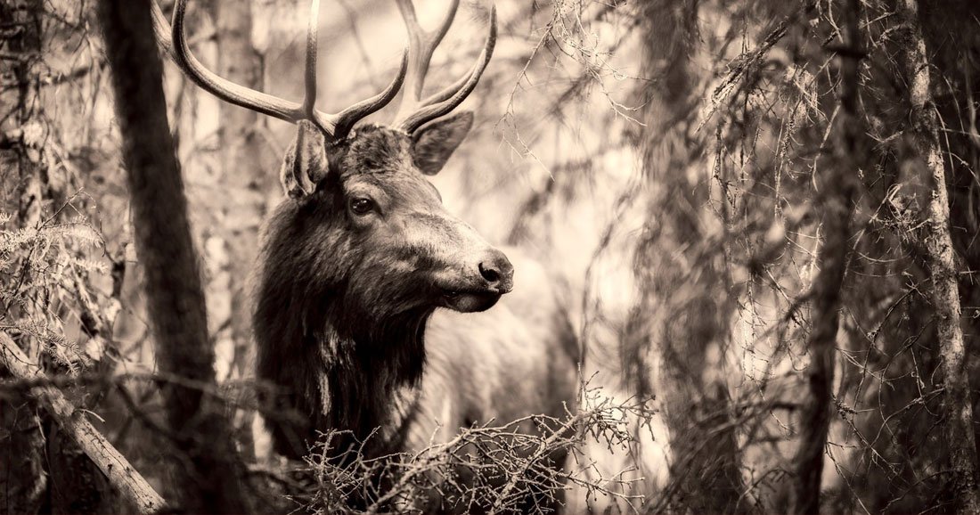 La terrible maladie des cerfs-zombies pourrait se transmettre à l'Homme