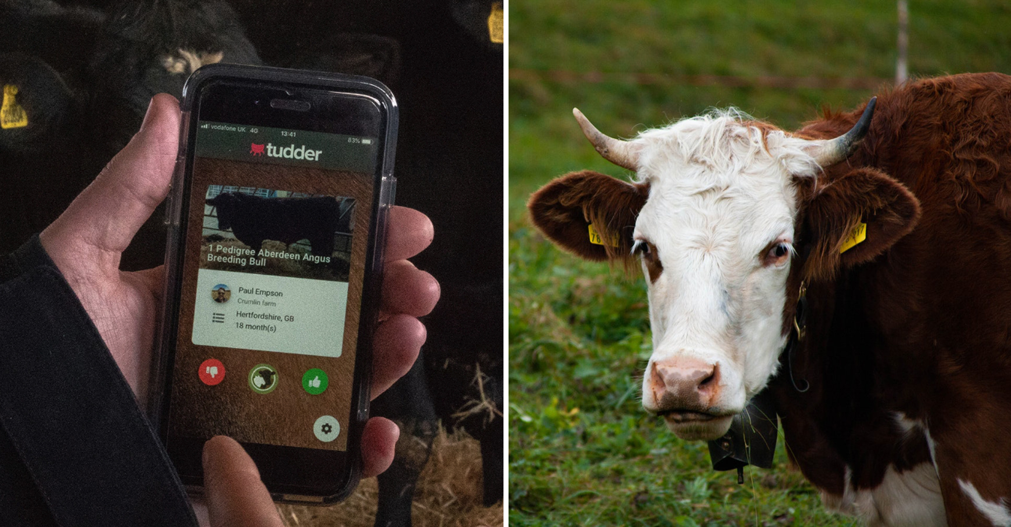 Tudder : L'application de rencontres... pour les vaches !