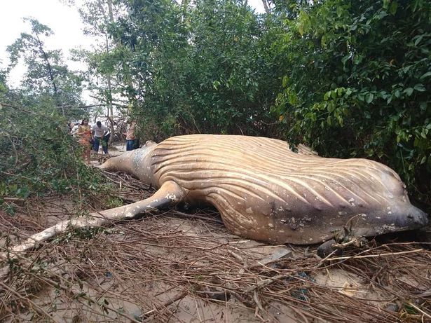 Une baleine retrouvée… en pleine jungle amazonienne