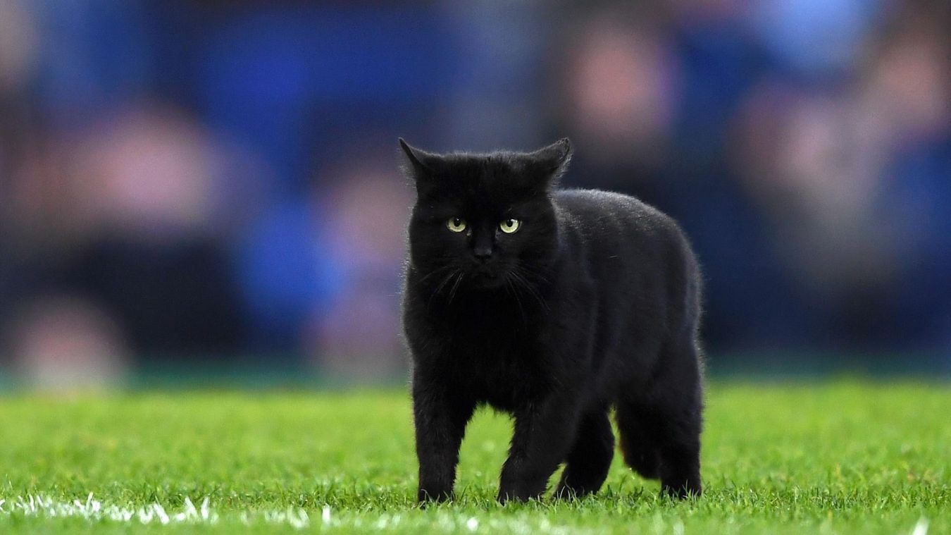 [Vidéo] Premier League : Un chat noir interrompt le match de foot