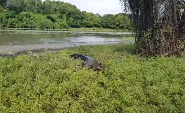 Ce pêcheur se fait voler sa prise par un énorme crocodile !