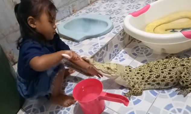 Cette petite fille brosse les dents... à un alligator !