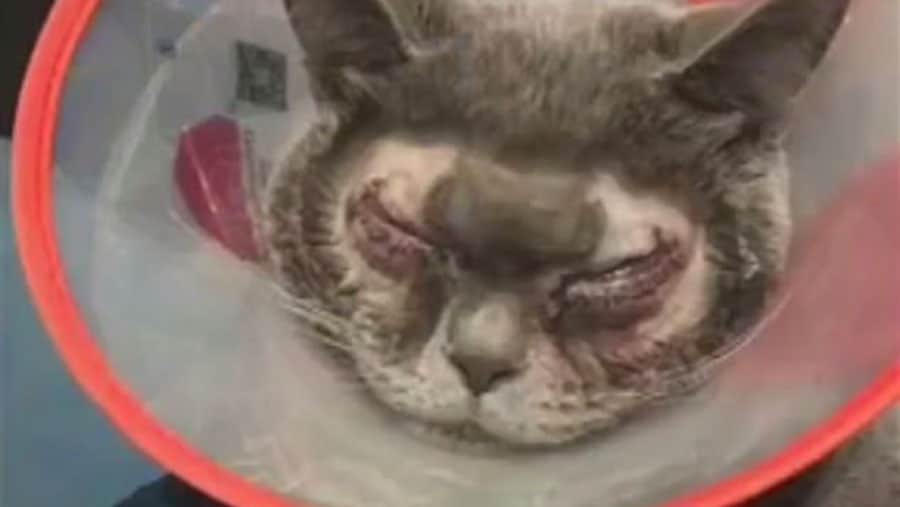 Chirurgie esthétique : Elle fait opérer son chat car elle le trouve « trop moche »