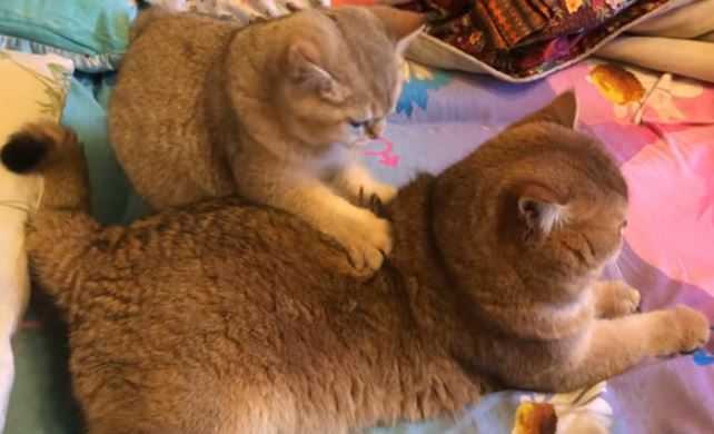 Drôle de séance de massage entre chats