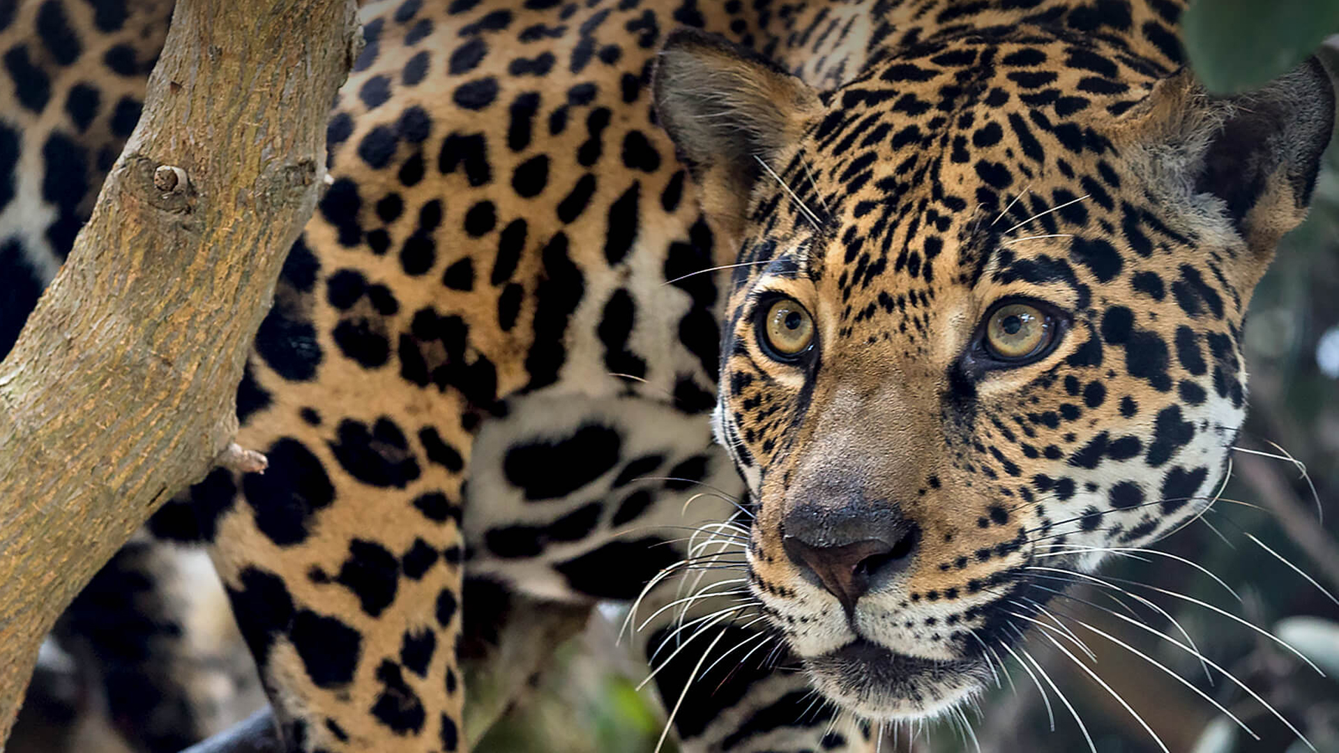 Etats-Unis : Blessée après avoir voulu prendre un selfie... avec un jaguar !