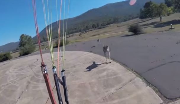 Un parachutiste se fait violemment attaquer par des kangourous !