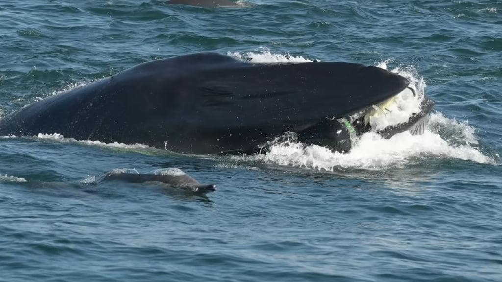 Un plongeur avalé et recraché vivant par… une baleine