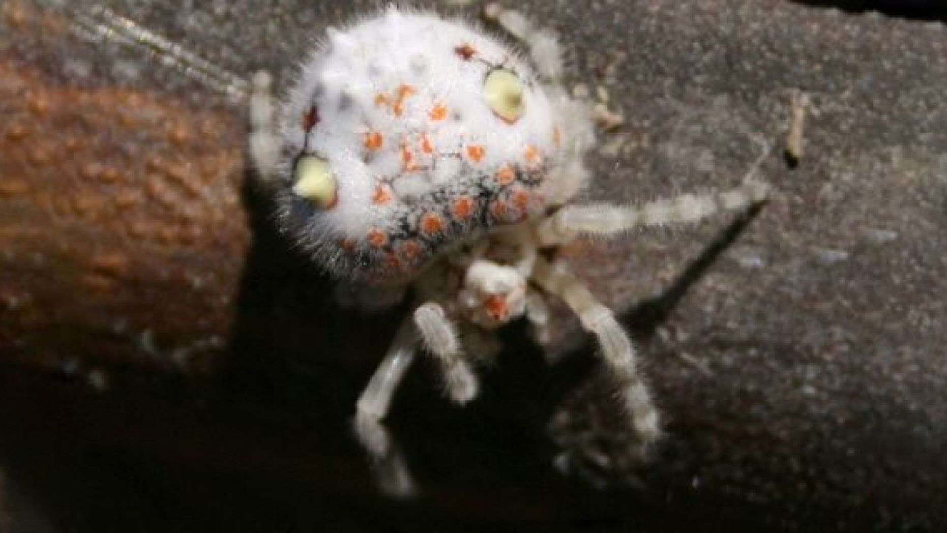 Que voyez-vous sur cette image un sushi ou une araignée ?