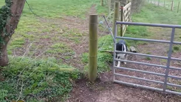 Ce chien parviendra-t-il à passer cette barrière avec son bâton ?