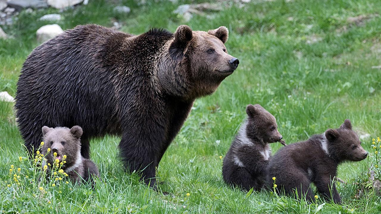 Cute : Une maman ourse et ses trois petits sont inséparables