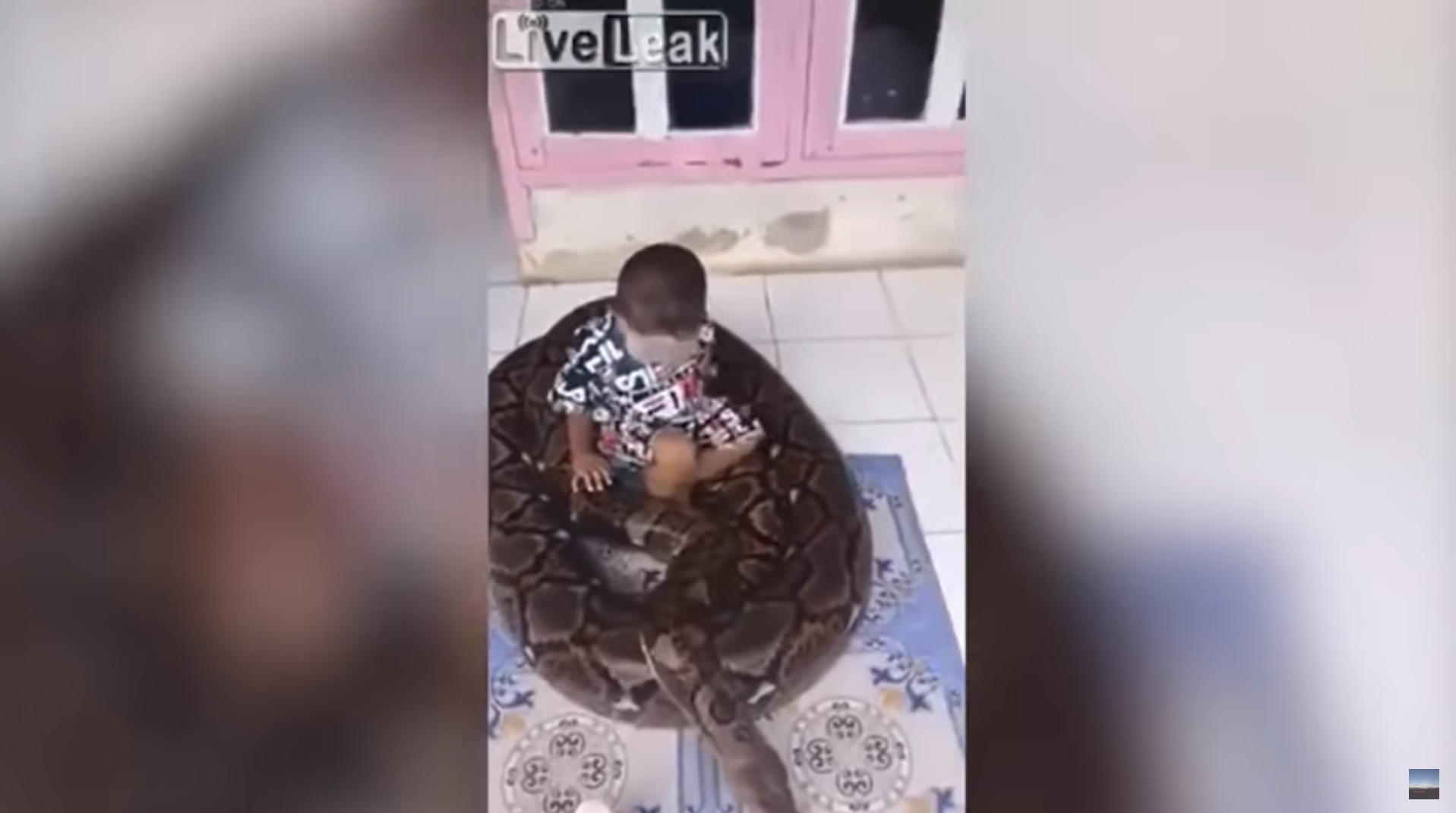 Indonésie : Un enfant joue sans peur avec un gigantesque python !