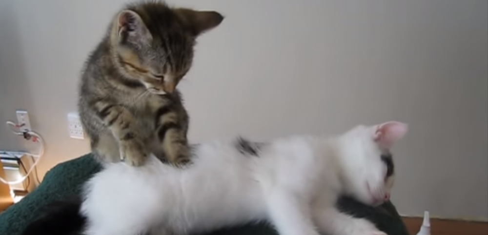 Pour ce chat, le bonheur c'est simple comme un massage