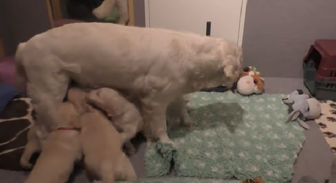 Quand une femelle golden retriever fait preuve de fermeté avec ses chiots