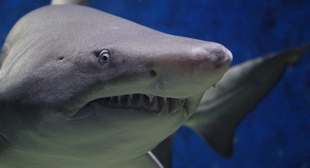 Requins : Leur sortie en mer vire au cauchemar