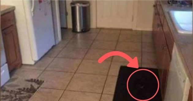 Défi : Saurez-vous trouver le chien qui se cache sur cette photo ?